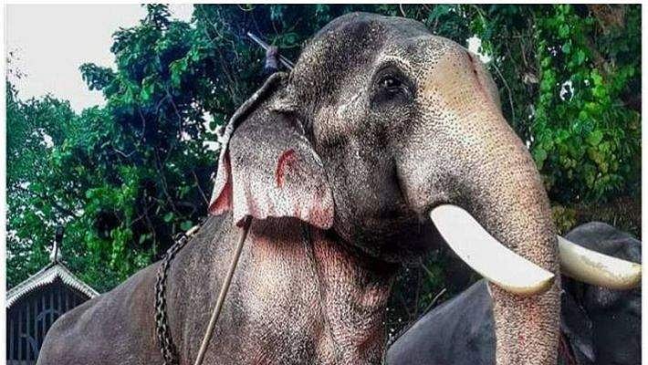 'ചെറിയ ശബ്ദം കേട്ടാല്‍ പോലും വിരളുന്ന അവസ്ഥ'; തെച്ചിക്കോട്ടുകാവ് രാമചന്ദ്രന് വിലക്ക് 