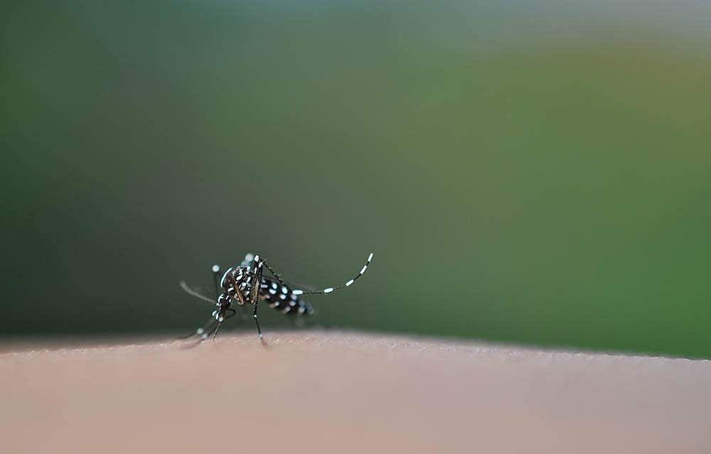 കൊച്ചിയില് കൊതുക് പെരുകും, കാത്തിരിക്കുന്നത് പകര്ച്ചവ്യാധികള്: പഠനറിപ്പോര്ട്ട് പുറത്ത്