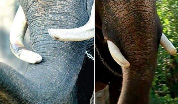 കൊമ്പുകള്‍ തടസമാകില്ല, ഇനി ജയരാജിന് തുമ്പികൈ ഉയര്‍ത്താം; ജീവിതം ദുരിതമാക്കിയ ആ കൊമ്പുകള്‍ മുറിച്ചു