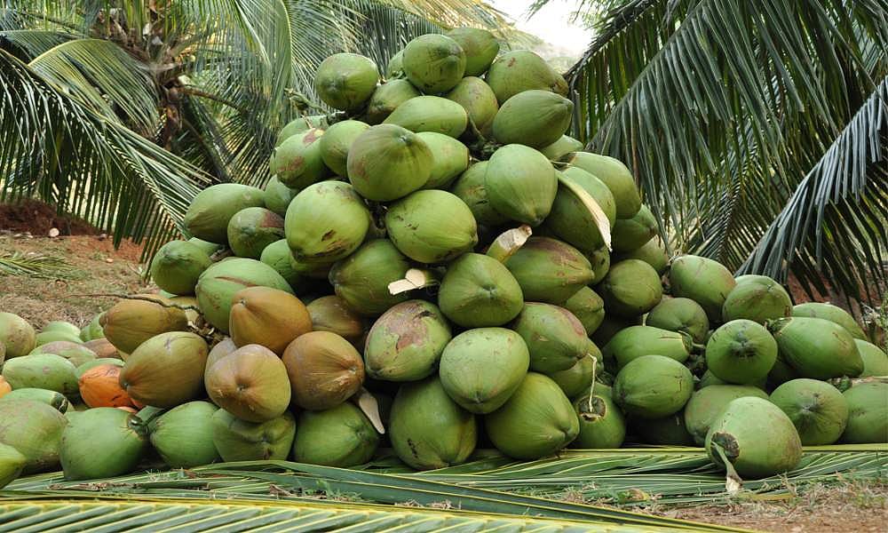 തേങ്ങയിലും മായം, വിളവുള്ള തേങ്ങയാക്കുന്നത് രാസവസ്തു കലര്‍ത്തി