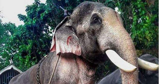 പടക്കം പൊട്ടി, പേടിച്ച് ആന ഇടവഴിയിലൂടെ പാഞ്ഞു; തെച്ചിക്കോട്ടുകാവ് രാമചന്ദ്രന്‍ ഇടഞ്ഞത് ഗൃഹപ്രവേശന ചടങ്ങിന് കൊണ്ടുവന്നപ്പോള്‍