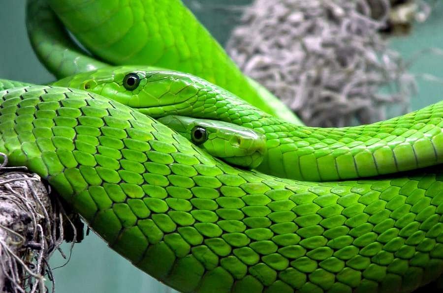 അതിര്ത്തി തര്ക്കമോ ഇണചേരലോ!..: ഗ്രീന് മാമ്പകളുടെ പോരാട്ടം, വീഡിയോ