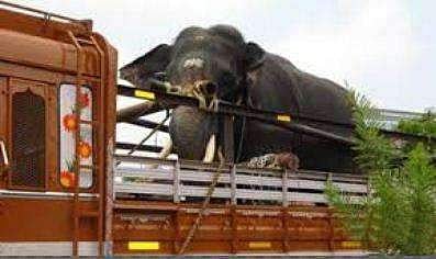 ആനയുളള കാര്യം ഡ്രൈവര് മറന്നു; പെട്രോള് പമ്പിന്റെ മേല്ക്കൂരയില് തട്ടി ആനയ്ക്ക് ഗുരുതര പരുക്ക്; നാട്ടുകാര് ബഹളംവച്ചു
