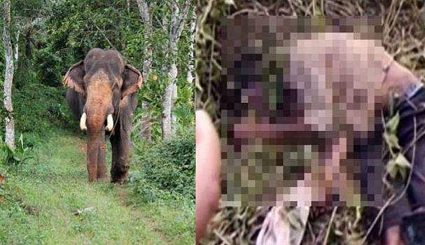 കാട്ടാനകളെ തുരത്താന്‍ ശ്രമിച്ചു: ഇടുക്കിയില്‍ ആദിവാസി യുവാവിനെ ആന ചവിട്ടി കൊന്നു