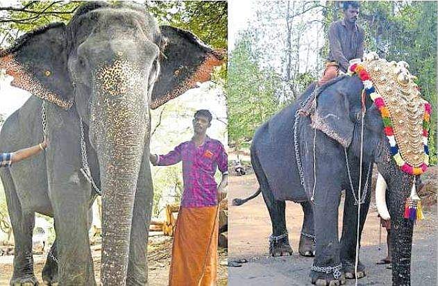 എഴുന്നള്ളിപ്പിനെത്തിയപ്പോള്‍ ഇന്ദിര കേശവനായി: പിടിയാനയെ വേഷം കെട്ടിച്ച് തട്ടിപ്പ്