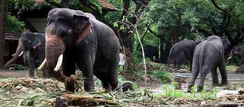 ആനപ്പിണ്ടത്തില്‍ നിന്ന് കടലാസ്; മാലിന്യ സംസ്‌കരണത്തിന് പുതിയ വഴി തേടി ഗുരുവായൂര്‍ ദേവസ്വം