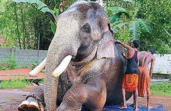 തൃശൂര്‍ പൂര വിളംബരത്തിന് തെച്ചിക്കോട്ടുകാവ് രാമചന്ദ്രന്‍ ഇല്ല; തെക്കേ ഗോപുര നട തുറക്കുക എറണാകുളം ശിവകുമാര്‍