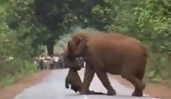മരിച്ച കുഞ്ഞിന്റെ ശരീരം തുമ്പിക്കൈയില്‍ പിടിച്ച് അമ്മ; പിന്നാലെ വിലാപയാത്രയായി ആനക്കൂട്ടം; കണ്ണുനനയ്ക്കും ഈ വീഡിയോ