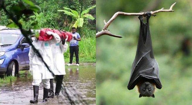 നിപ വൈറസ്: പ്രതിരോധം പ്രധാനം