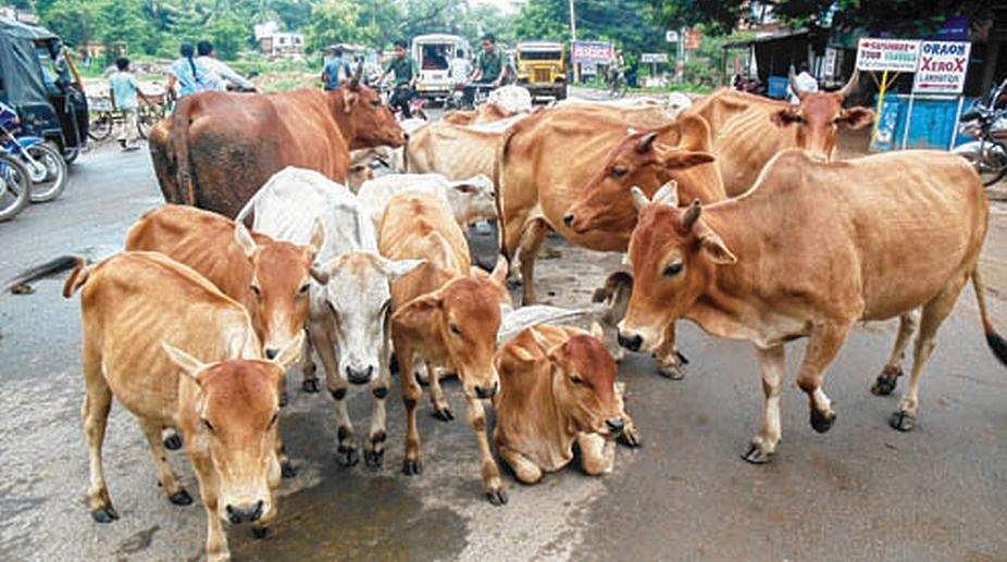300 എസി 'സ്മാര്‍ട് ഗോശാലകള്‍' നിര്‍മ്മിക്കാന്‍ മധ്യപ്രദേശ് സര്‍ക്കാര്‍: കരാര്‍ വിദേശ കമ്പനിക്ക്