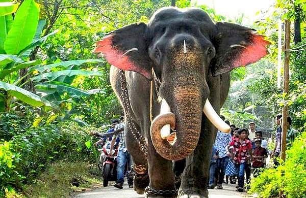 ആനകളെ ഉത്സവത്തിന് കൊണ്ടുപോകുന്നത് തടയണം; കേന്ദ്രത്തിന് കോണ്ഗ്രസ് എംപിയുടെ കത്ത്