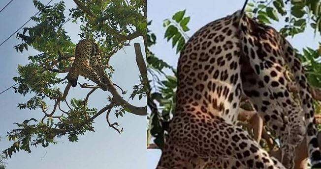 മരക്കൊമ്പിൽ പുള്ളിപ്പുലി ചത്ത നിലയിൽ: ഷോക്കേറ്റതെന്ന് സംശയം