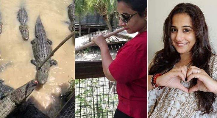 ചീങ്കണ്ണിയെ തീറ്റിച്ച് വിദ്യാബാലന്‍; അമ്പരന്ന് ആരാധകര്‍; വീഡിയോ
