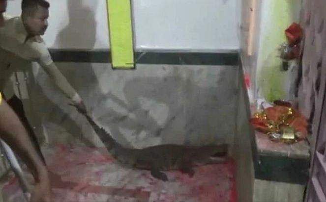 ക്ഷേത്രത്തില്‍ അപ്രതീക്ഷിത അതിഥിയായി മുതല, പുണ്യമാണെന്ന് വിശ്വാസികള്‍, ആരാധന; ഒരു ദിവസം നീണ്ട ശ്രമകരമായ ദൗത്യത്തിന് ഒടുവില്‍ കുളത്തിലേക്ക് ( ചിത്രങ്ങള്‍) 