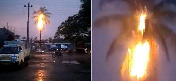 ശക്തമായ ഇടി മിന്നൽ; തീ പിടിച്ച് തെങ്ങ് കത്തിക്കരിഞ്ഞു (വീഡിയോ)