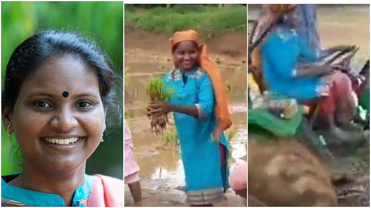 ഞാറു നട്ടും ട്രാക്ടര്‍ ഓടിച്ചും എംപി; 'തൂണിലും തുരുമ്പിലും രമ്യ'; വീഡിയോ വൈറല്‍ 
