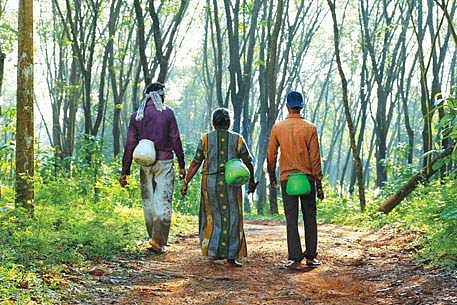കര്‍ഷകര്‍ക്ക് ആശ്വാസം; മൂന്നുവര്‍ഷത്തിനുശേഷം റബര്‍ വില 150 രൂപയിലേക്ക്