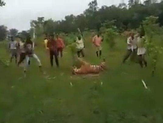 കടുവയെ ആള്‍ക്കൂട്ടം വളഞ്ഞിട്ട് തല്ലിക്കൊന്നു; നടുക്കുന്ന വീഡിയോ 