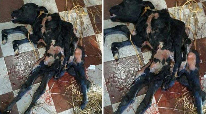 എട്ടുകാലുകളുമായി പശുക്കിടാവ്; അപൂര്‍വ്വ ജനനത്തില്‍ അമ്പരന്ന് നാട്ടുകാര്‍