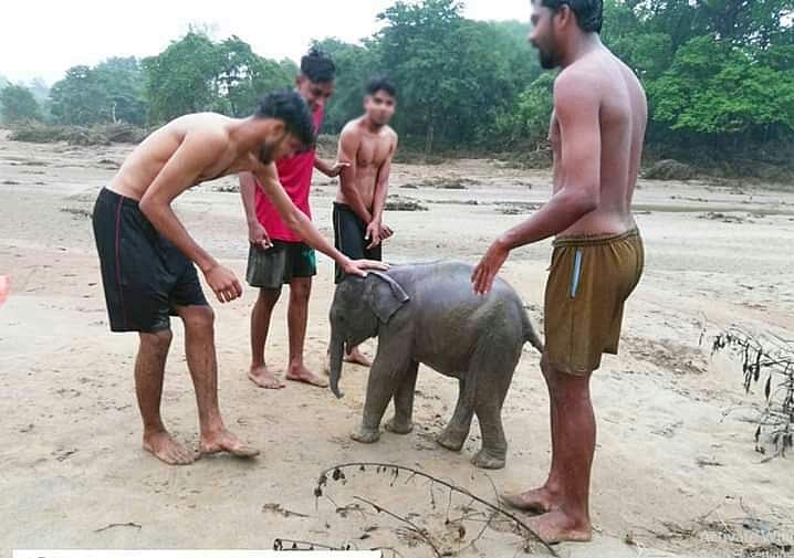 പ്രളയത്തിനൊടുവിൽ കൂട്ടംതെറ്റി ആനക്കുട്ടി, കൗതുകം; ഒടുവിൽ കാട്ടിലേക്ക് 