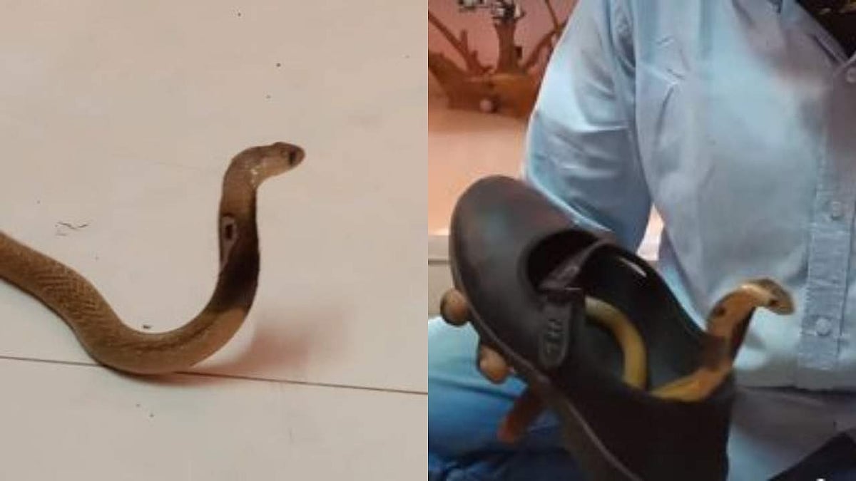 വിദ്യാര്ത്ഥിനിയുടെ ഷൂസിനുളളില് മൂര്ഖന് കുഞ്ഞ്, പരിഭ്രാന്തി; വീഡിയോ പങ്കുവച്ച് വാവ സുരേഷ്