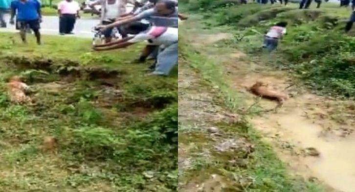 പരിക്കേറ്റ പുലിയുടെ ഫോട്ടോ എടുക്കാന്‍ ശ്രമം; കുതിച്ചുവന്ന് വലിച്ച് കിടങ്ങിലേക്ക്; ഞെട്ടിപ്പിക്കുന്ന വിഡിയോ