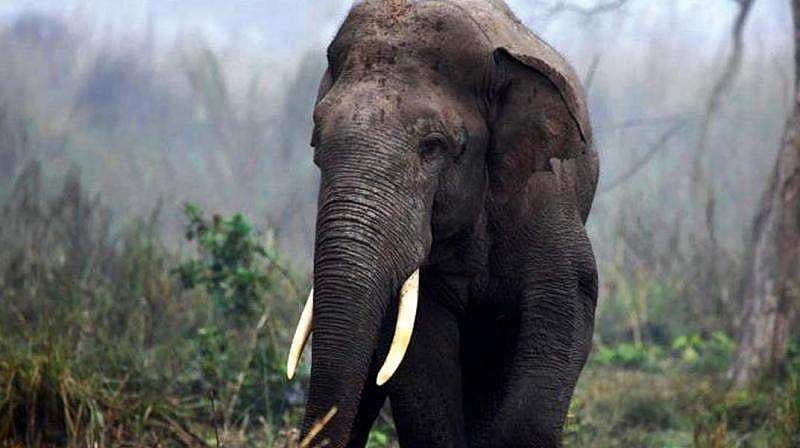 പാര്‍ക്കില്‍ സംസാരിച്ചിരിക്കവേ യുവാവിനെ കാട്ടാന ചവിട്ടിക്കൊന്നു, ദാരുണം