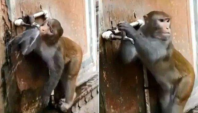 ഒരു കുരങ്ങന്‍ പോലും ചെയ്യുന്നു, നമ്മള്‍ മനുഷ്യരോ; മാതൃക, വിഡിയോ വൈറല്‍