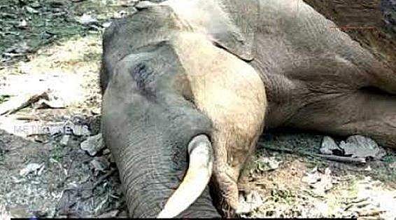 കാട്ടാന ഷോക്കേറ്റ് ചരിഞ്ഞു, അപകടം തെങ്ങ് മറിച്ചിടുന്നതിന് ഇടയില്‍
