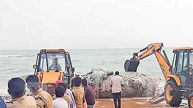 രണ്ട് ആനയെക്കാളും വലിപ്പം ; തീരത്തടിഞ്ഞ തിമിംഗലത്തോട് സുല്ലിട്ട് ജെസിബി