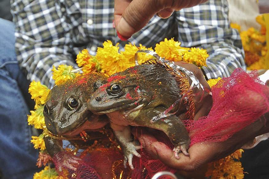 മഴ പെയ്യാന്‍ തവളകളെ കല്യാണം കഴിപ്പിച്ചു; പ്രളയമായതോടെ തവളകള്‍ക്ക് 'വിവാഹമോചനം'