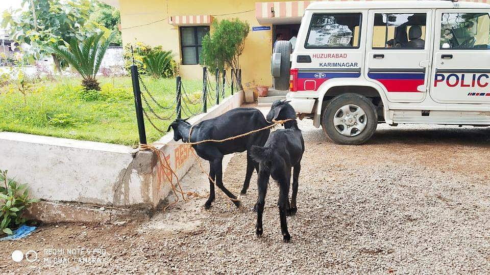 മരത്തൈ തിന്ന് നശിപ്പിച്ച 'ആടുകള്‍ അറസ്റ്റില്‍'; രണ്ട് ആടുകള്‍ തിന്നത് 250 തൈകള്‍!!