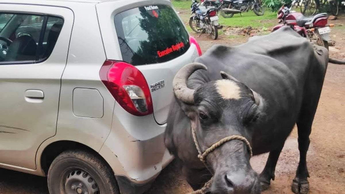 കൈക്കൂലി ചോദിച്ച ഉദ്യോഗസ്ഥന്റെ കാറില്‍ പോത്തിനെ കെട്ടിയിട്ടു; വേറിട്ട പ്രതിഷേധവുമായി യുവകര്‍ഷകന്‍