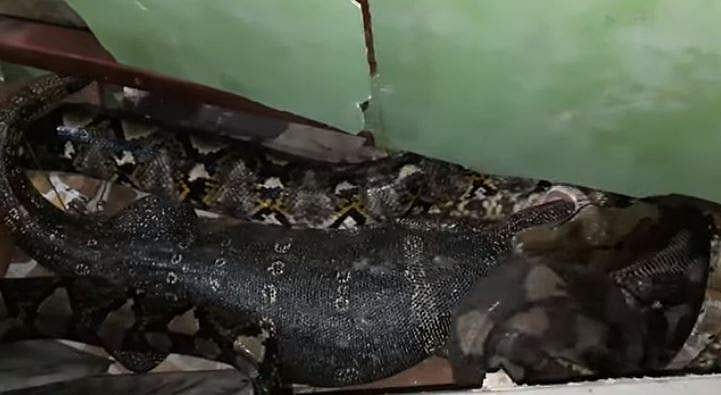 ആദ്യം പെരുമ്പാമ്പ് വിഴുങ്ങി, പിന്നെ ജീവനോടെ പുറത്തേക്ക് തുപ്പി; ഉടുമ്പിന്റെ അപൂര്‍വ രക്ഷപ്പെടല്‍; വിഡിയോ