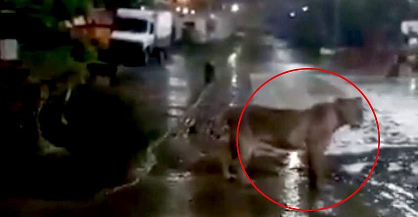 പാതിരാത്രിയില് നഗരമധ്യത്തില് സിംഹക്കൂട്ടം; വീഡിയോ വൈറല്
