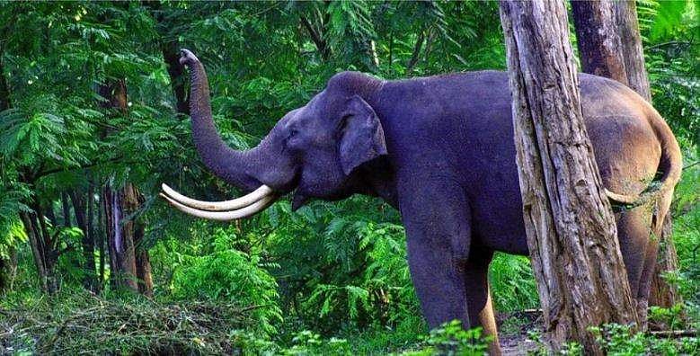 വനത്തില്‍ കയറി തീറ്റയെടുത്തു ; ആന അറസ്റ്റില്‍!