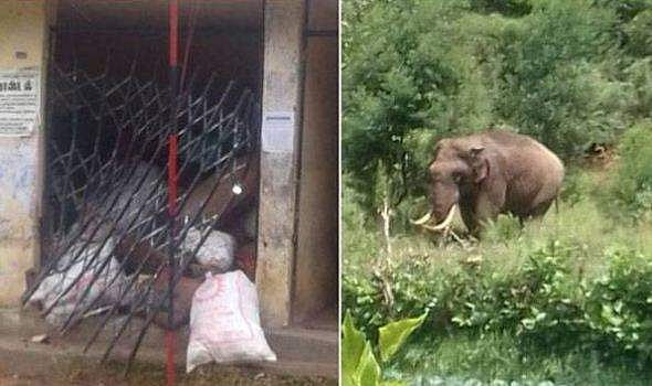 ബസ് കാത്തിരിപ്പുകേന്ദ്രത്തില്‍ സൂക്ഷിച്ച ക്യാരറ്റ് കട്ടുതിന്ന് 'ഒറ്റയാന്‍' 