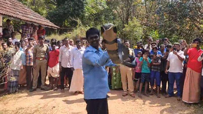 175-ാമത്തെ രാജവെമ്പാലയെയും 'ചാക്കിലാക്കി' വാവ സുരേഷ്; പിടികൂടിയതിന് 12 അടിയിലേറെ നീളം ( വീഡിയോ)