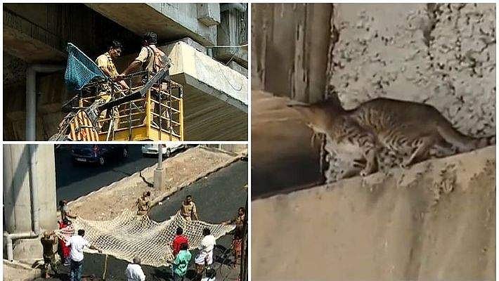 മണിക്കൂറുകള്‍ നീണ്ട ശ്രമം; മെട്രോ ട്രാക്കിനടിയില്‍ കുടുങ്ങിയ പൂച്ചയെ രക്ഷിച്ചു