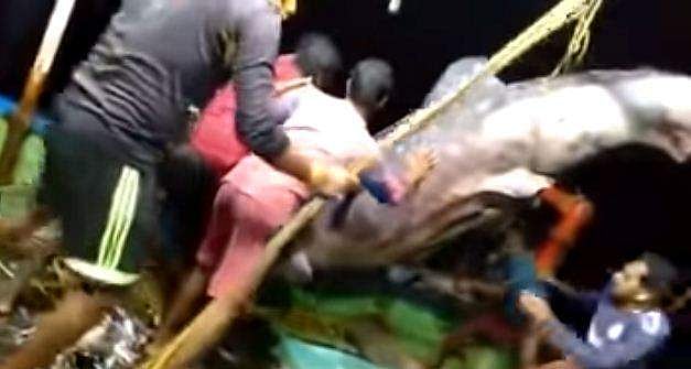 വലയില്‍ കുടുങ്ങിയ ആദ്യ നിമിഷങ്ങളില്‍ സന്തോഷം, തിരിച്ചറിഞ്ഞതോടെ 'ഭീമനെ' ജീവനോടെ കടലിലേക്ക് തിരികെ വിട്ടു; വീഡിയോ