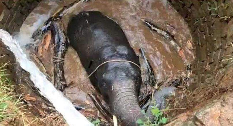 കാട്ടാന കിണറ്റില്‍ വീണു ; 'ആര്‍ക്കമിഡീസ് തത്വ'വുമായി വനംവകുപ്പ് ഉദ്യോഗസ്ഥര്‍ ; രക്ഷപ്പെടുത്തല്‍ ( വീഡിയോ)