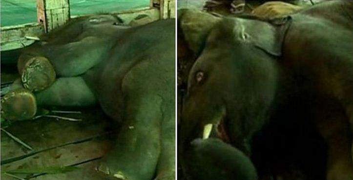 കുട്ടിക്കൊമ്പന്‍ തളര്‍ന്നുവീണത് ചികിത്സ പിഴവല്ലെന്ന് വനംവകുപ്പ്; പിഞ്ചുവിനെ എഴുന്നേല്‍പ്പിക്കാന്‍ ശ്രമം തുടരുന്നു