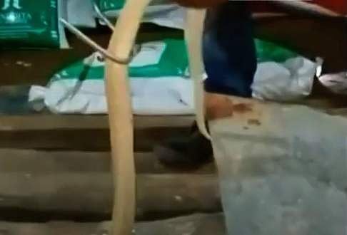 കോഴി വളര്‍ത്തുകേന്ദ്രത്തില്‍ 'കൂറ്റന്‍' മൂര്‍ഖന്‍; അഞ്ചടി നീളമുളള പാമ്പിനെ പിടികൂടി ( വീഡിയോ)