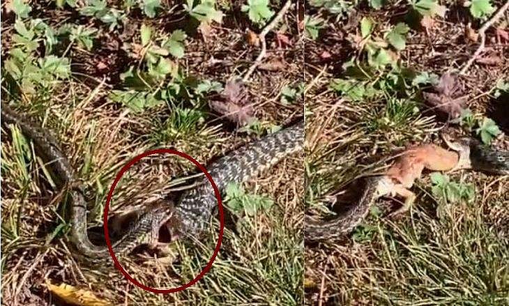 ഇരയ്ക്കായി പോരടിച്ച് പാമ്പുകൾ, പാതിവിഴുങ്ങിയ തവളയ്ക്കുവേണ്ടി കടിപിടി; വീട്ടമ്മ പകർത്തിയ വി‍ഡിയോ 