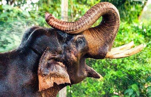 കോട്ടയത്ത് ആന ഇടഞ്ഞു; തകര്‍ത്തത് നിരവധി വാഹനങ്ങള്‍