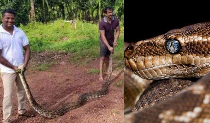 വളർത്തുനായയെ ചുറ്റിവരിഞ്ഞ് 20 അടി നീളമുള്ള കൂറ്റൻ പെരുമ്പാമ്പ്, ഒരുമണിക്കൂർ നീണ്ട പരിശ്രമം; രക്ഷിച്ച് ഉടമ 