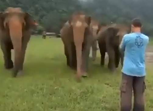 ദൂരെ നിന്ന് തന്നെ മുന്‍ 'പാപ്പാനെ' തിരിച്ചറിഞ്ഞു, കൂട്ടത്തോടെ ഓടിവരുന്ന ആനകള്‍, സ്‌നേഹ പ്രകടനം (വീഡിയോ)