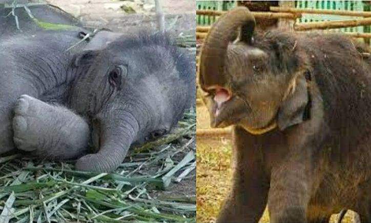 പിഞ്ചുവിനായുള്ള പ്രാർത്ഥനകളെല്ലാം വിഫലം, കോന്നിയിലെ കുട്ടിക്കുറുമ്പൻ ചരിഞ്ഞു 