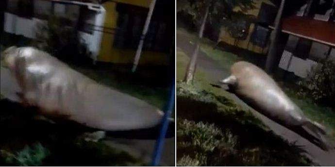 നഗരത്തെ ഒരു രാത്രി മുഴുവന്‍ മുള്‍മുനയില്‍ നിര്‍ത്തി ഭീമാകാരന്‍ നീര്‍നായ; വീഡിയോ വൈറല്‍