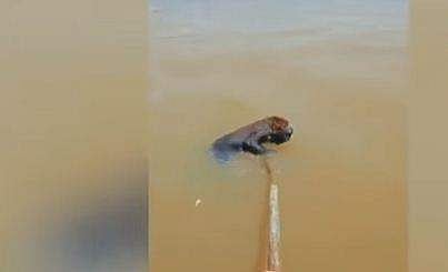 പുഴയുടെ ഒത്ത നടുവില്‍ നീന്തി തളര്‍ന്ന് മുങ്ങാന്‍ പോകുന്ന കുരങ്ങന്‍; മീന്‍പിടിത്തക്കാര്‍ രക്ഷകരായി ( വീഡിയോ)